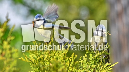 Blaumeise_mit_Futter (21).jpg